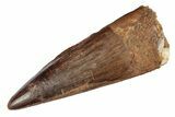 Fossil Spinosaurus Tooth - Real Dinosaur Tooth #289427-1
